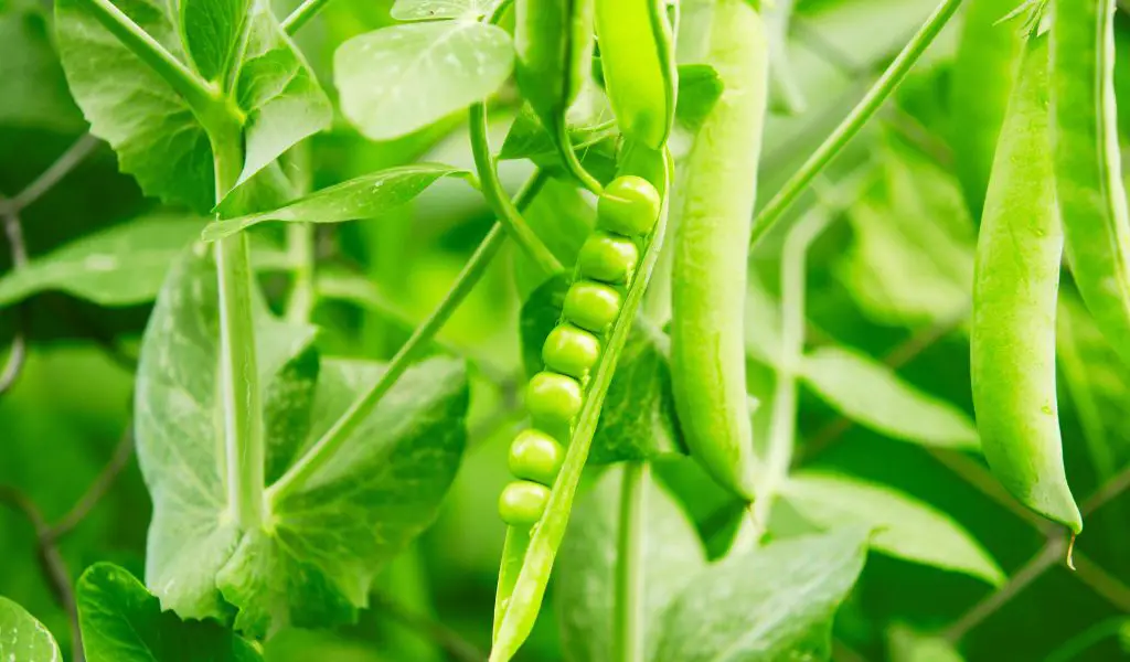 Can Dogs Eat Peas?