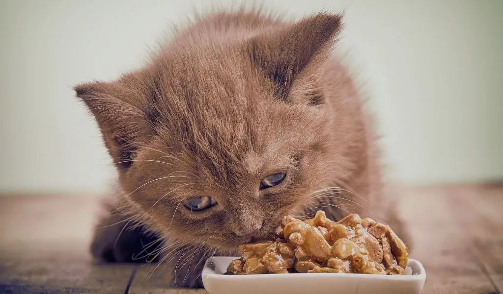 Can Dogs Eat Cat Food?