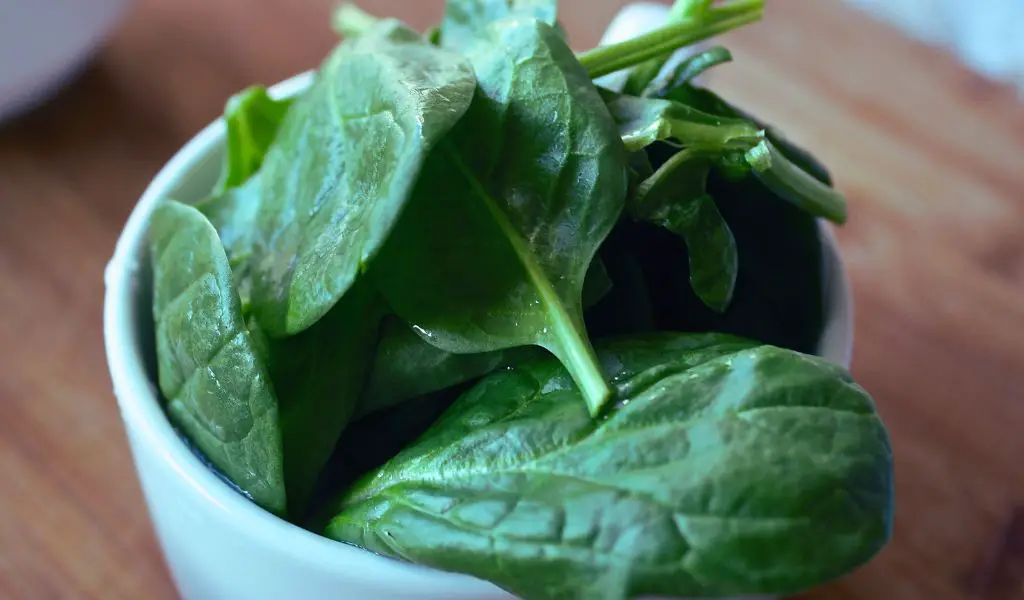 Can Dogs Eat Spinach?