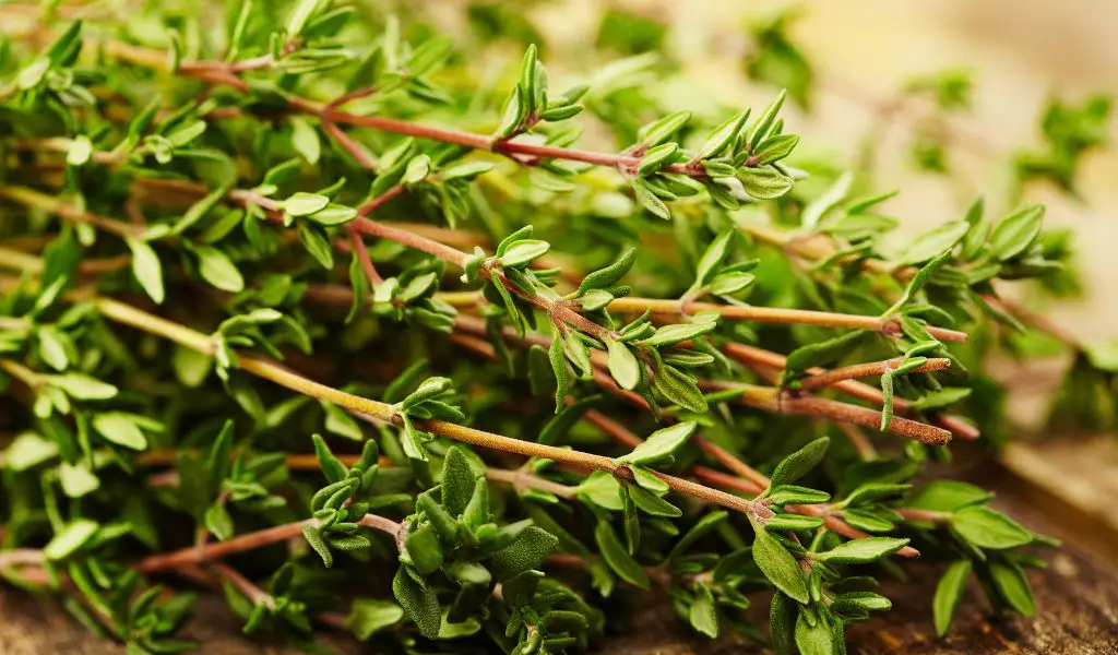 Can Dogs Eat Thyme?