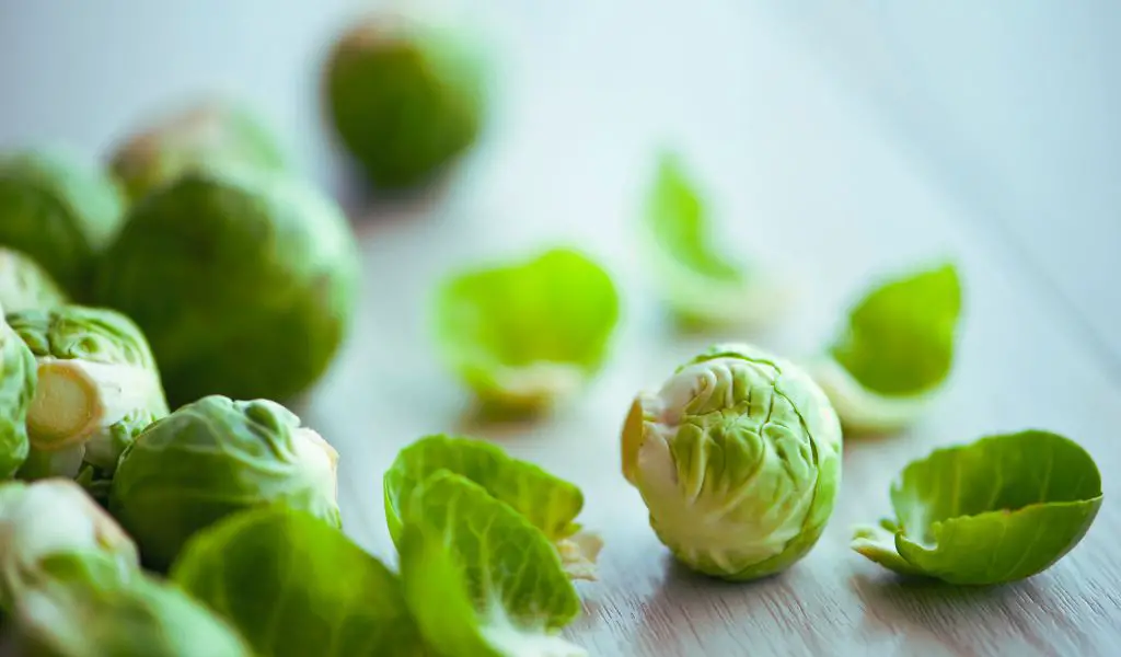 Can Dogs Eat Brussels Sprouts?