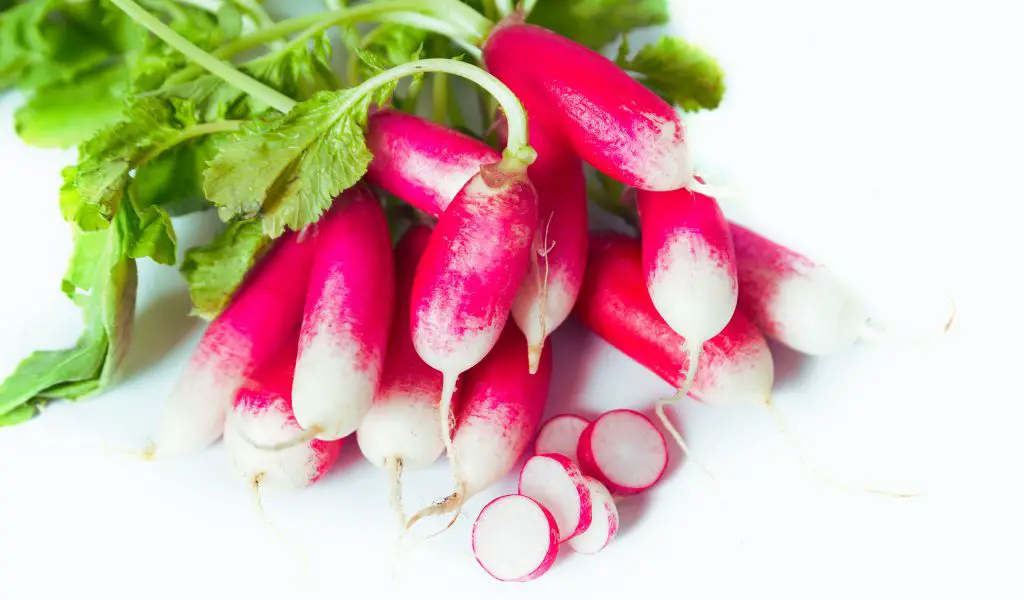 Can Dogs Eat Radishes?