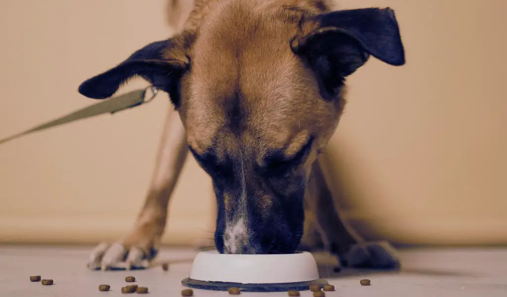 Can Dogs Eat After Running?