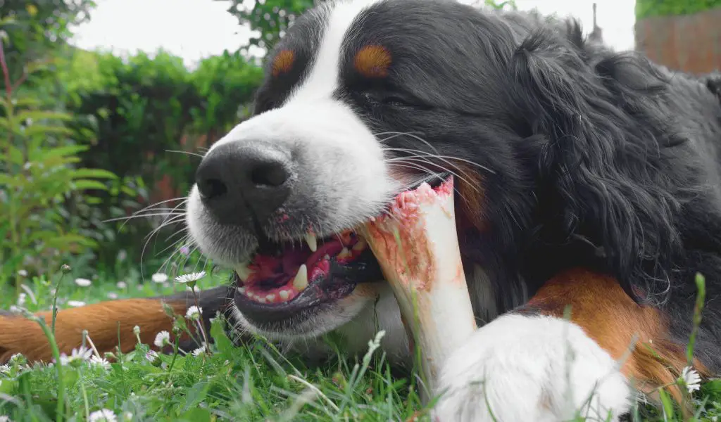 Can Dogs Eat and Digest Bones?