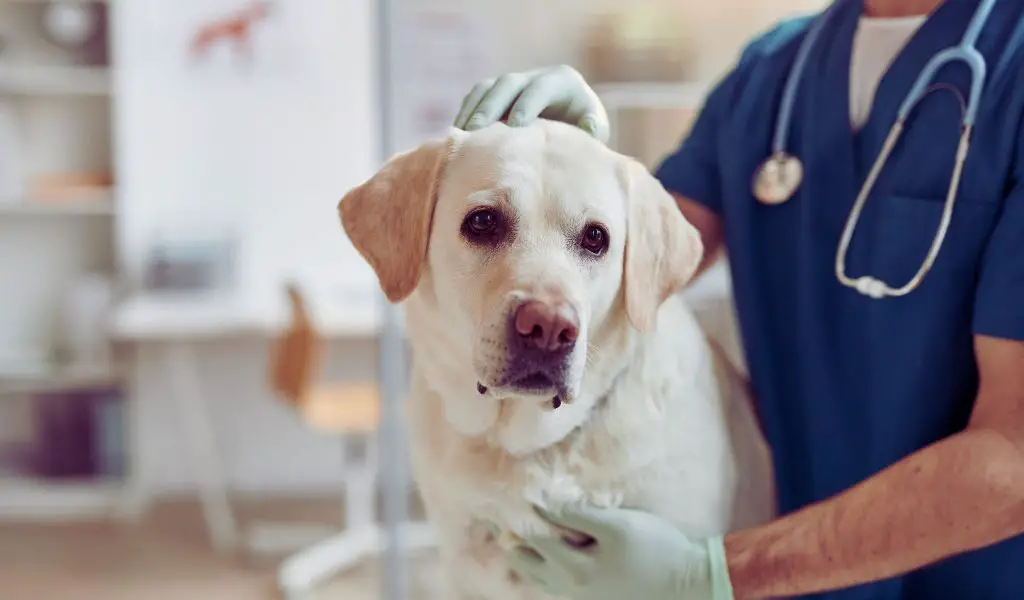 Can Dogs Eat and Drink Before Surgery?