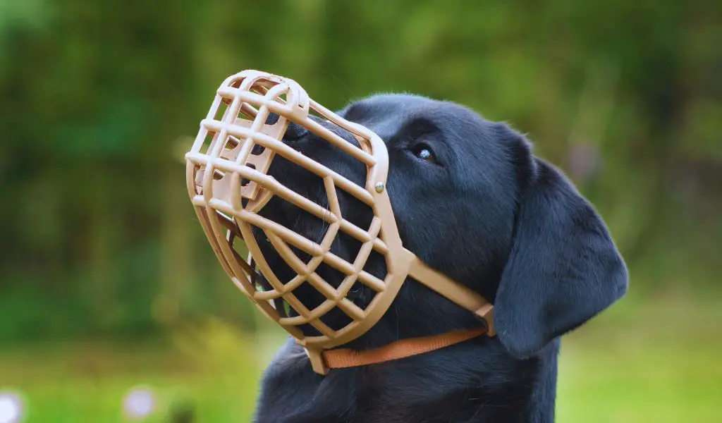 Can Dogs Eat and Drink with a Muzzle On?