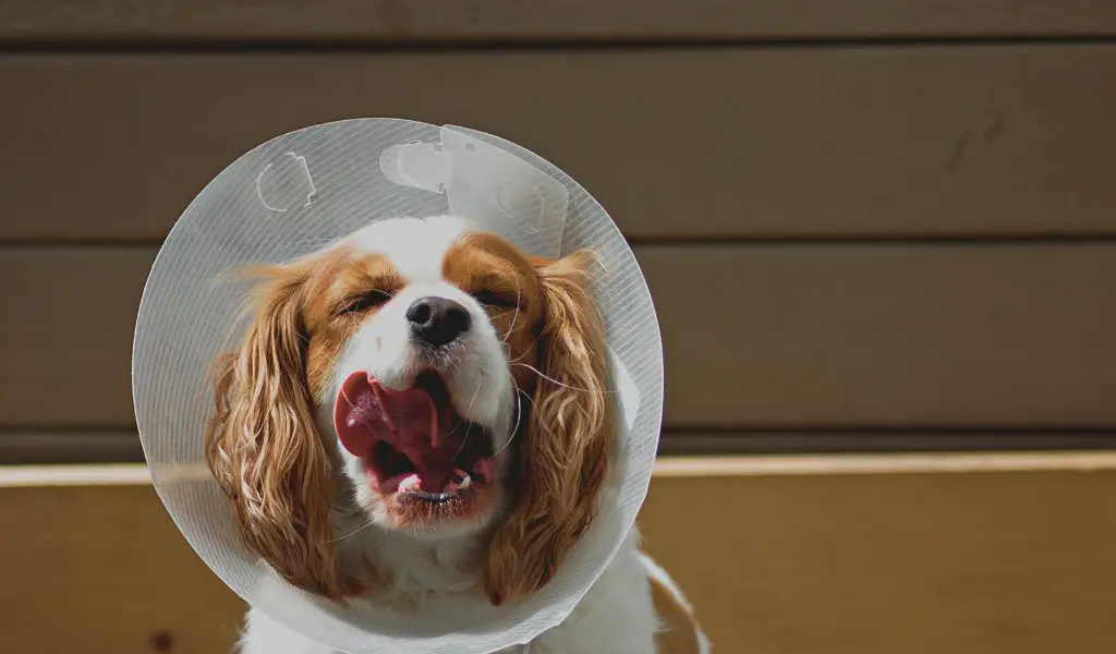 Can Dogs Eat and Drink with a Cone On?