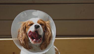 can dogs drink water with a cone on