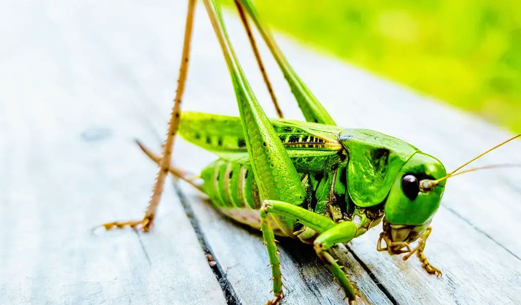 Can Dogs Eat Grasshoppers?